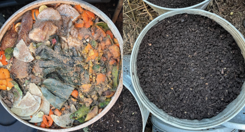 A bucket of food waste treated with bokashi, and another bucket showing the resulting worm compost