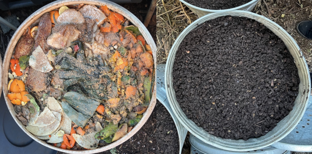 A bucket of food waste treated with bokashi, and another bucket showing the resulting worm compost