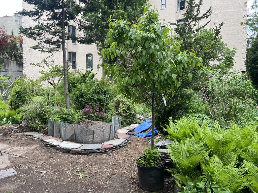 The tree sits in its plastic planter in the garden, ready to be planted. In the background is the place where it will go into the ground.