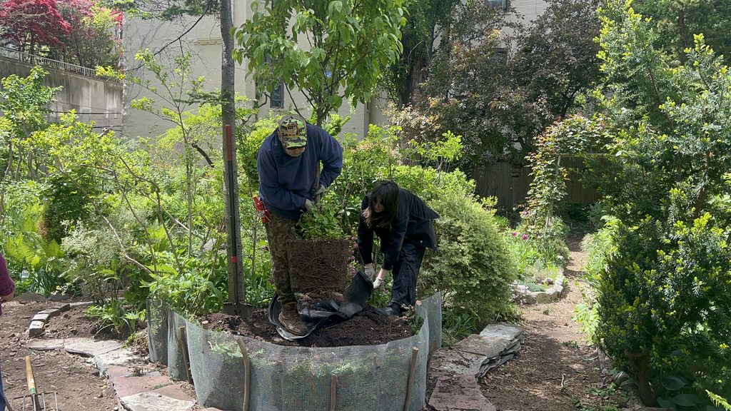 Gardeners remove the plastic planter and place the tree's root ball into a hole.
