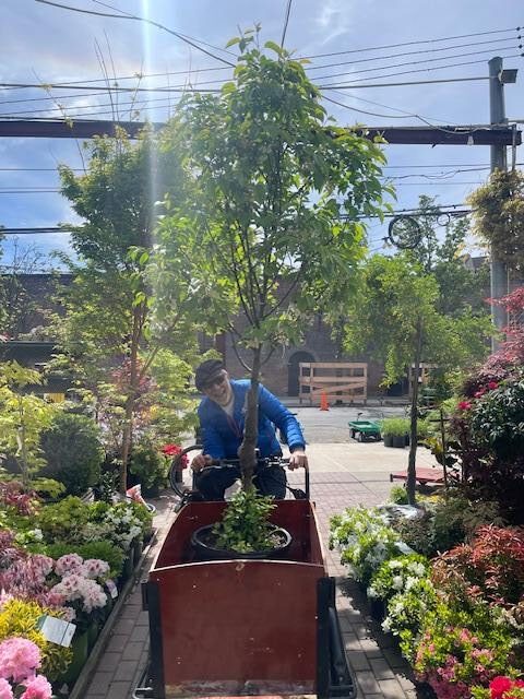 A gardener bikes the new tree out of the nursery.