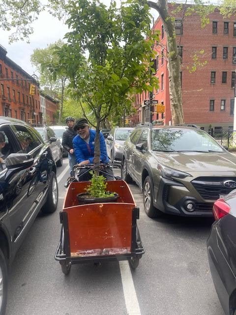 Biking with the tree through the streets of Brooklyn.